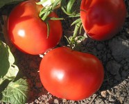 Dona Tomato