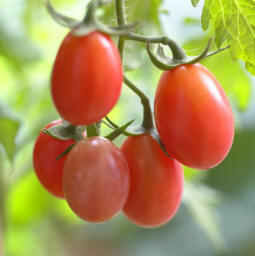 Tomato 'Rosalita'A grape-type tomato, 'Rosalita' features clusters of small, sweet-tasting, pinkish-red fruits in abundance. It's an indeterminate grower, and the fruits ripen about 60 days from transplanting (making it a great choice for gardeners in northern areas).  Test Garden Tip: Many heirloom tomatoes are susceptible to cracking open on the vine. Avoid this problem by keeping the soil evenly moist and using an organic slow-release fertilizer.